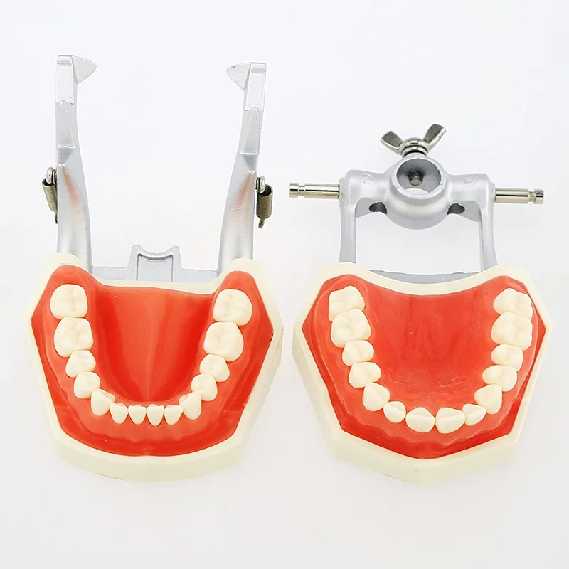 Стандартная Стоматологическая практика Модель Зубов Typodont Съемные Мягкие Десны Frasaco Fit Kilgore Nissin Dentistry Training M4027