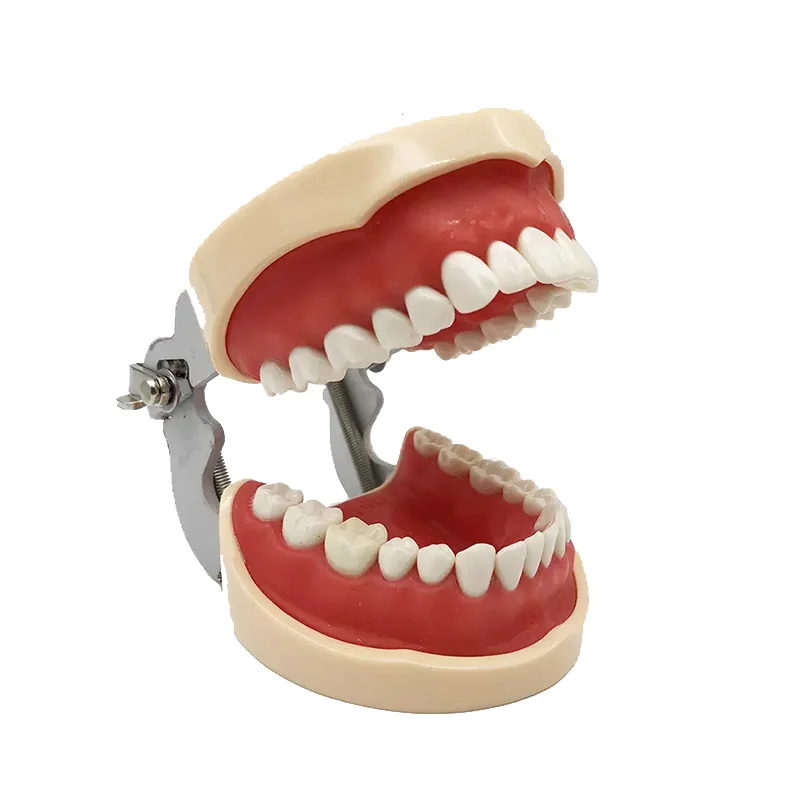 Стандартная Стоматологическая практика Модель Зубов Typodont Съемные Мягкие Десны Frasaco Fit Kilgore Nissin Dentistry Training M4027